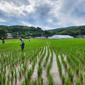 自然農のお米（２０２５年産）