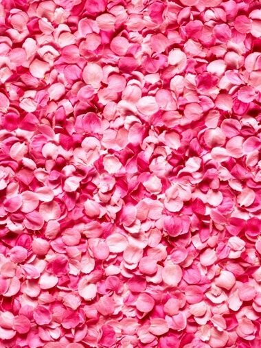 rose rose